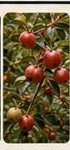 Apple orchards near Old Manali