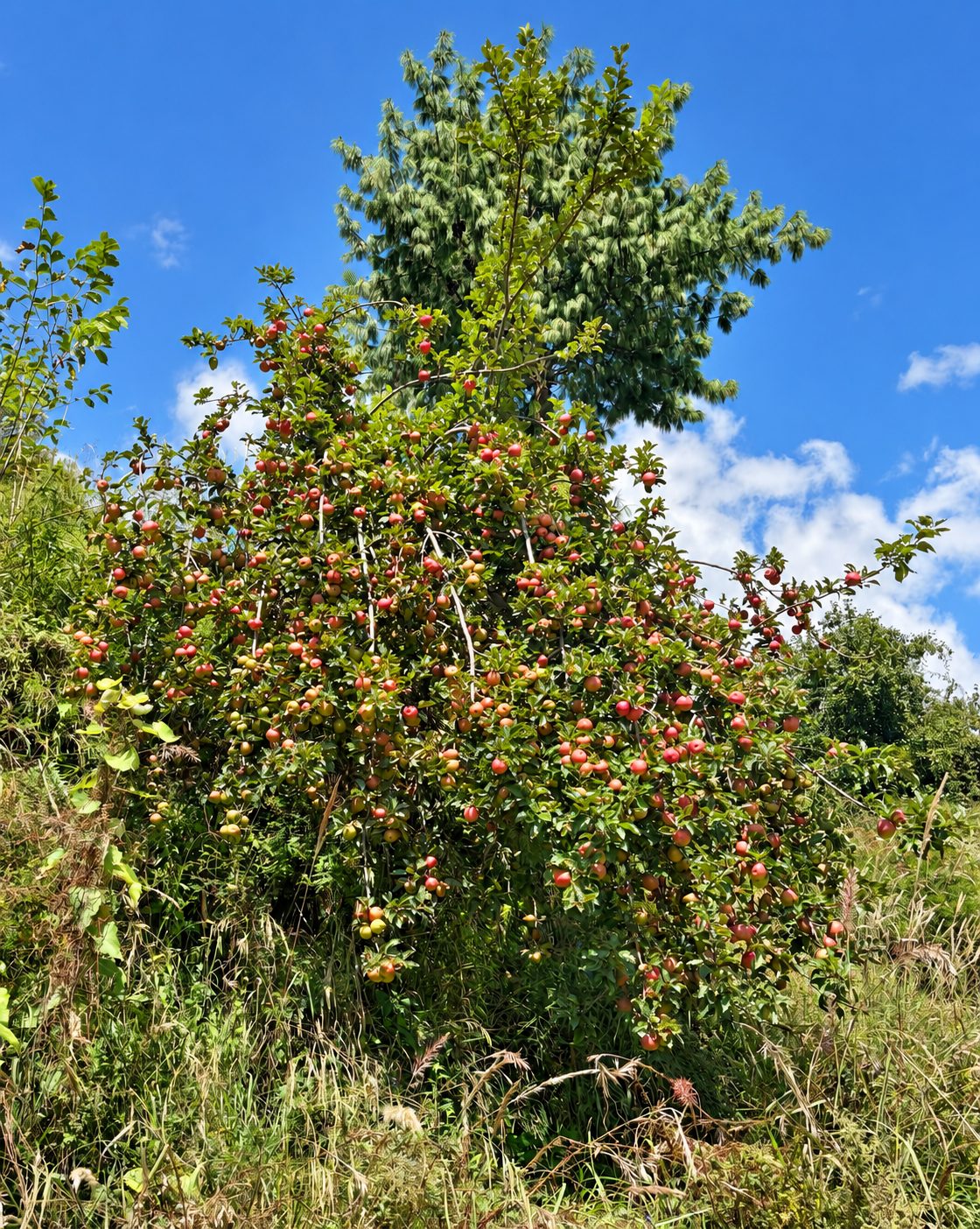 Apple tree in fruit near Kanyal Heights